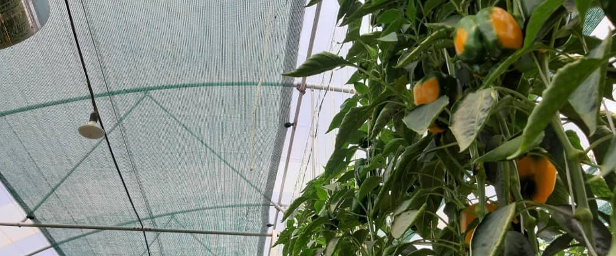 توری سایبان ضدباد برای مناطق پرباد شمال ایران | راهکار تخصصی نسوم بافت