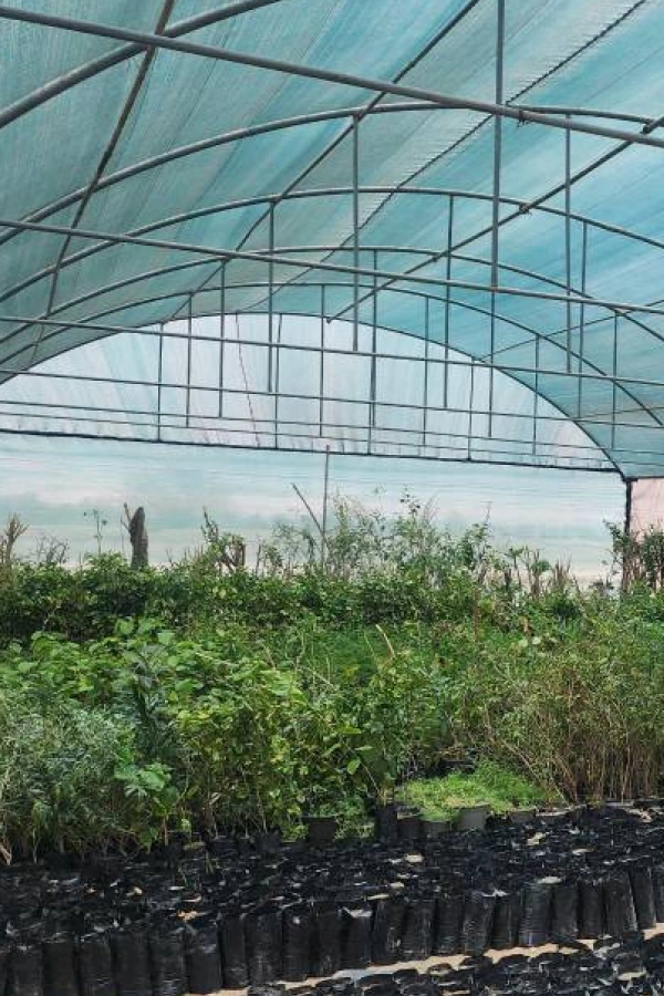 توری سایبان کشاورزی و گلخانه