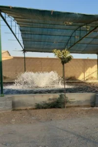 توری سایبان مرغداری و دامداری نسوم بافت جهت جلوگیری از کاهش تولید شیر و گرمازدگی